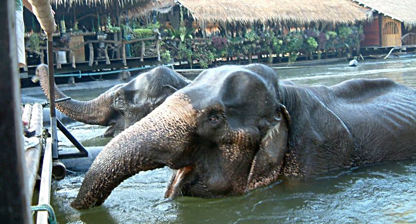 Wake up call by elephants at River Kwai Jungle Raft