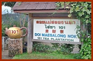 Doi Mae Salong tea plantation